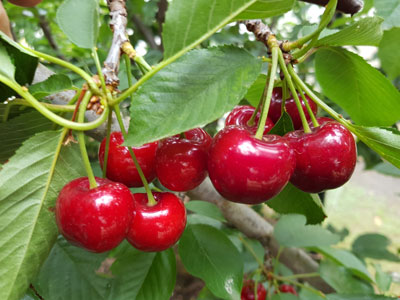 Cherry crop management for next season